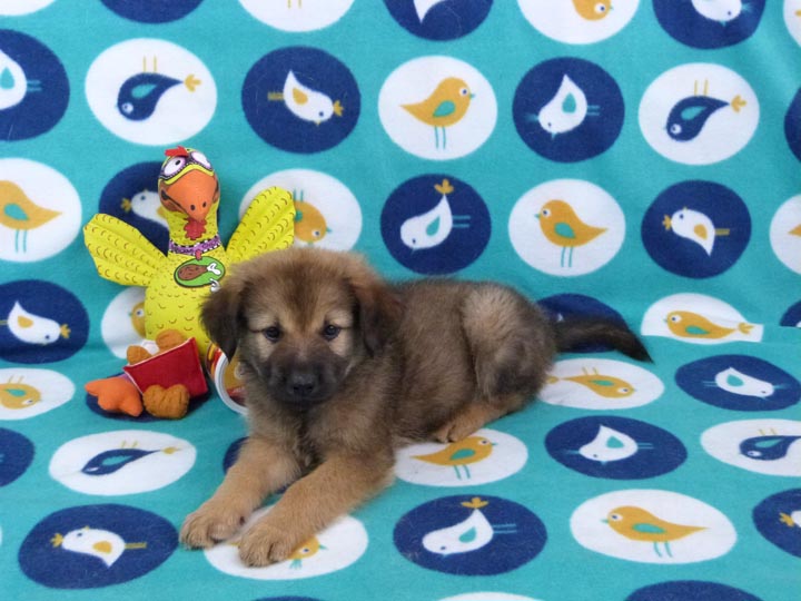 chinook puppy